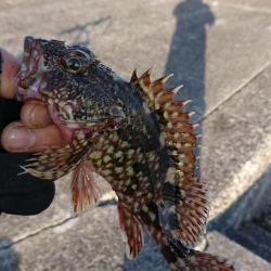 南紀ライトゲーム