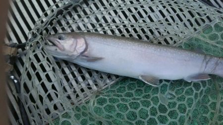 としまえん　色物狙い