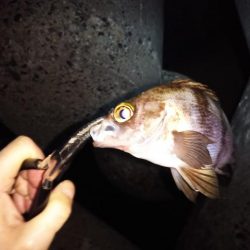 ポツポツとメバル