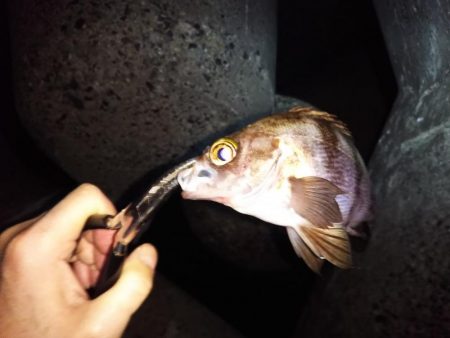 ポツポツとメバル