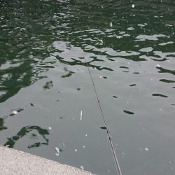 極寒朝練シーバスフィッシング