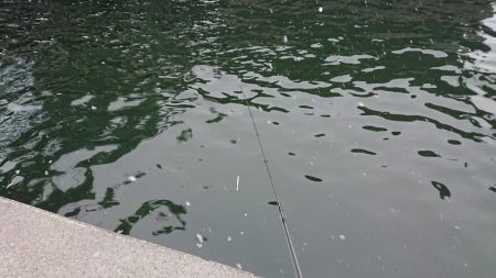 極寒朝練シーバスフィッシング