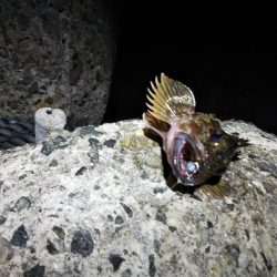 苦戦ライトゲーム