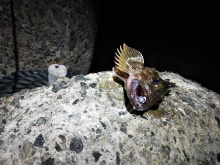 苦戦ライトゲーム