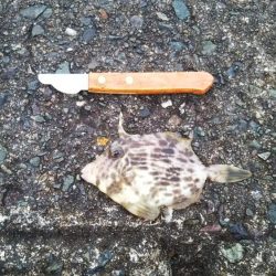 日引(カワハギ?)~上瀬(ヤリイカ) リレー釣行