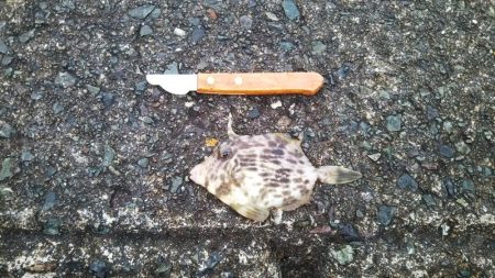 日引(カワハギ?)~上瀬(ヤリイカ) リレー釣行