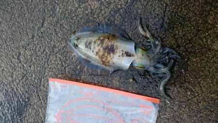 どーしても食べ比べたい