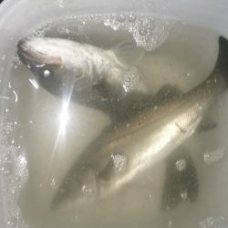 ナイトルアーフィッシング　シーバス