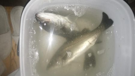 ナイトルアーフィッシング　シーバス