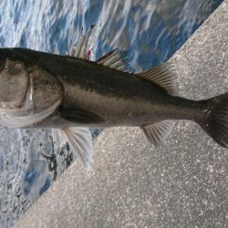 休日もいつもの時間に出撃！