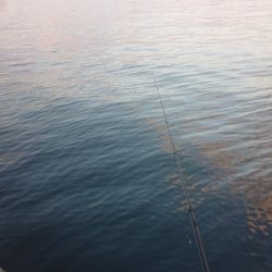 久々の良型チヌキャッチ!