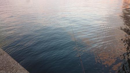 久々の良型チヌキャッチ!