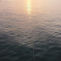 夜明けの湾奥シーバス調査