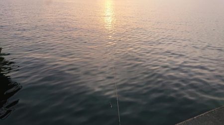 夜明けの湾奥シーバス調査