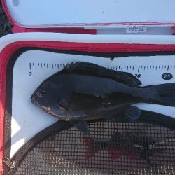 須江でグレ釣り