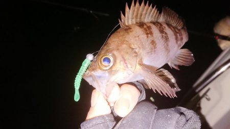 ボートシーバス