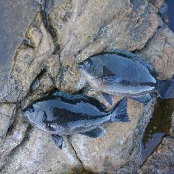 勝浦でグレ釣り