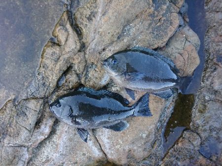 勝浦でグレ釣り