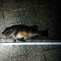 ウルトラシュート