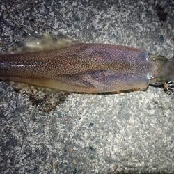 仕事終わりヤリイカ狙い