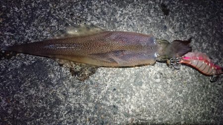 仕事終わりヤリイカ狙い