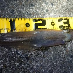 仲間とヤリイカエギング