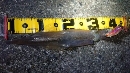 仲間とヤリイカエギング