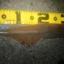 朝のリベンジエギング