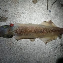 爆風のヤリイカ狙い