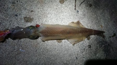 爆風のヤリイカ狙い