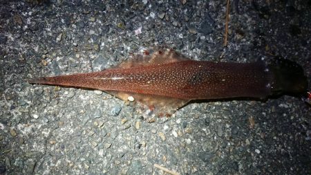 仕事終わりヤリイカ狙い