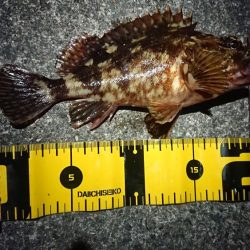 ヤリイカ狙いでしたが……