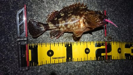 ヤリイカ狙いでしたが……