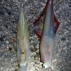 仕事終わりヤリイカ狙い