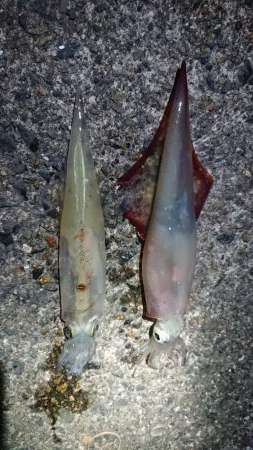 仕事終わりヤリイカ狙い