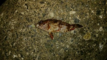 ガッシーも厳しい‼þ…