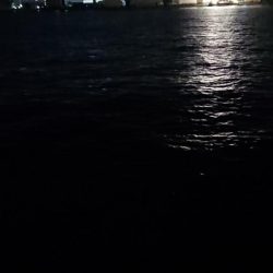 久々のナイトシーバス調査