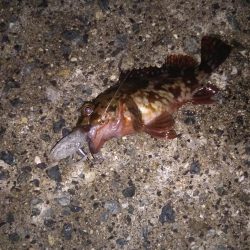 近所へロックフィッシュ狙い❗️