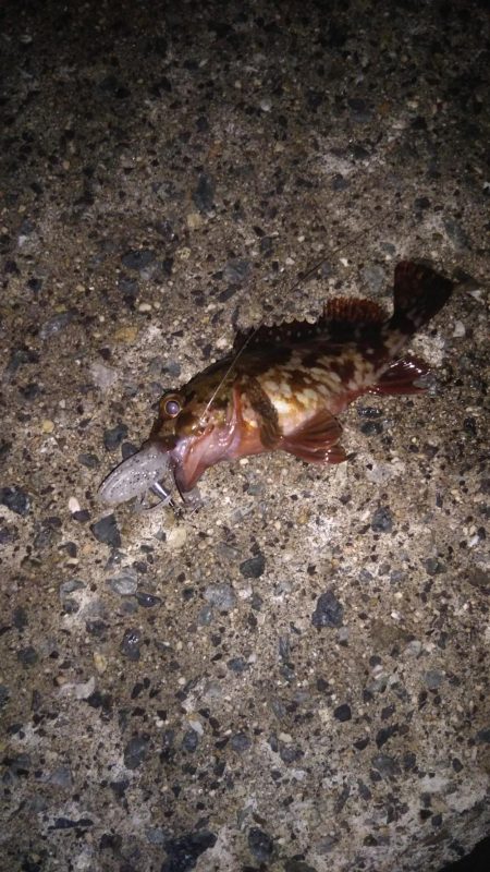 近所へロックフィッシュ狙い❗️