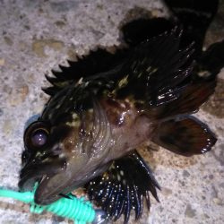 ロックフィッシュ狙い❗️