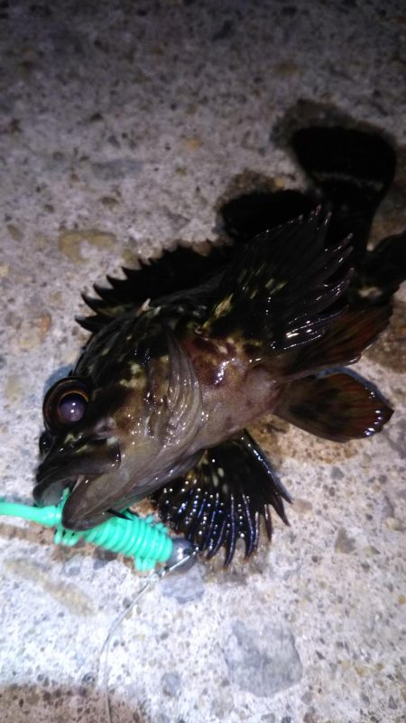 ロックフィッシュ狙い❗️