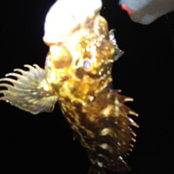 ロックフィッシュ