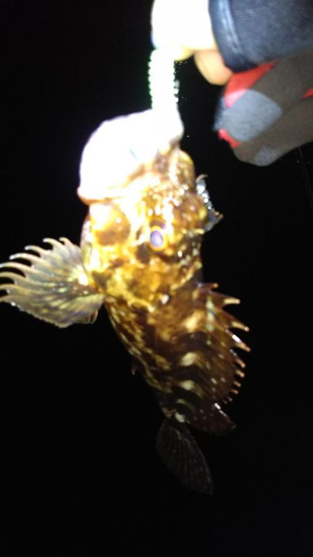 ロックフィッシュ