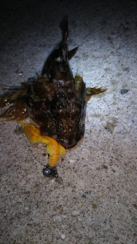 近所へロックフィッシュ