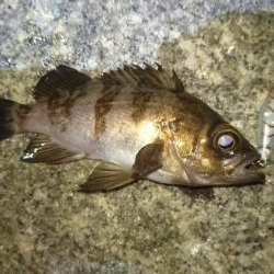 プラグオンリー