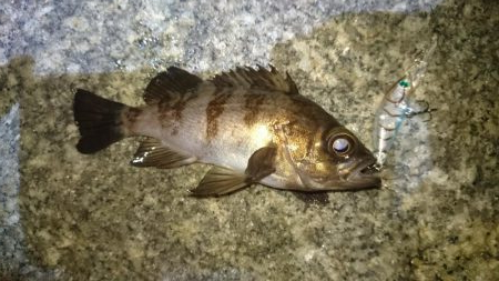 プラグオンリー