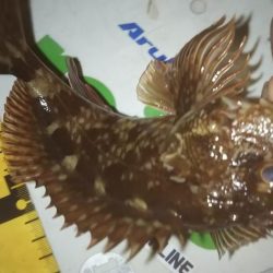 干潮メバリング