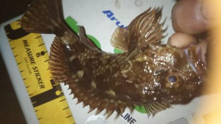 干潮メバリング