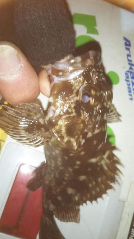 仕事帰りメバリング