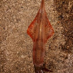 ウネリの中良型揃い